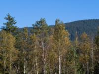 Moorbirken im Inzeller Filzn mit beginnender Herbstfärbung